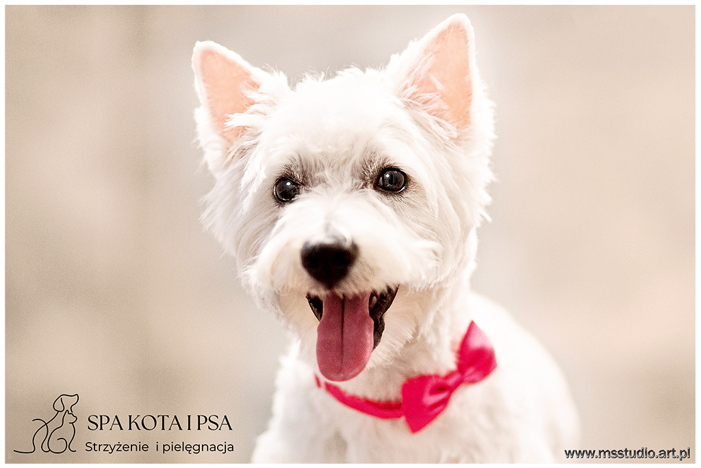 zdjecia psa, sesja z psem