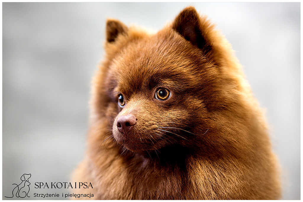 fotografia zwierząt zdjęcie z psem z pupilem